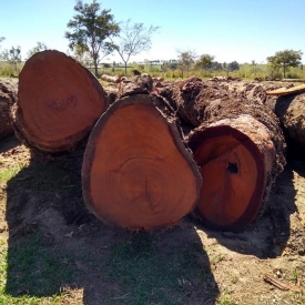 Jatoba